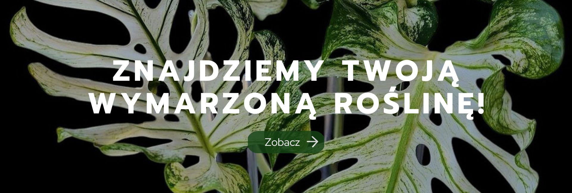 Zamów wymarzoną roślinę